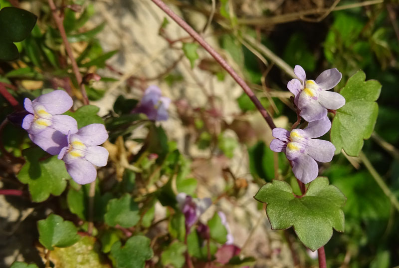 Cymbalaria muralis subsp. muralis - Plantaginaceae (Veronicaceae)